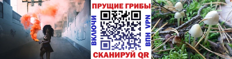 Купить где  Грязовец  Галлюциногенные грибы Psilocybine cubensis 